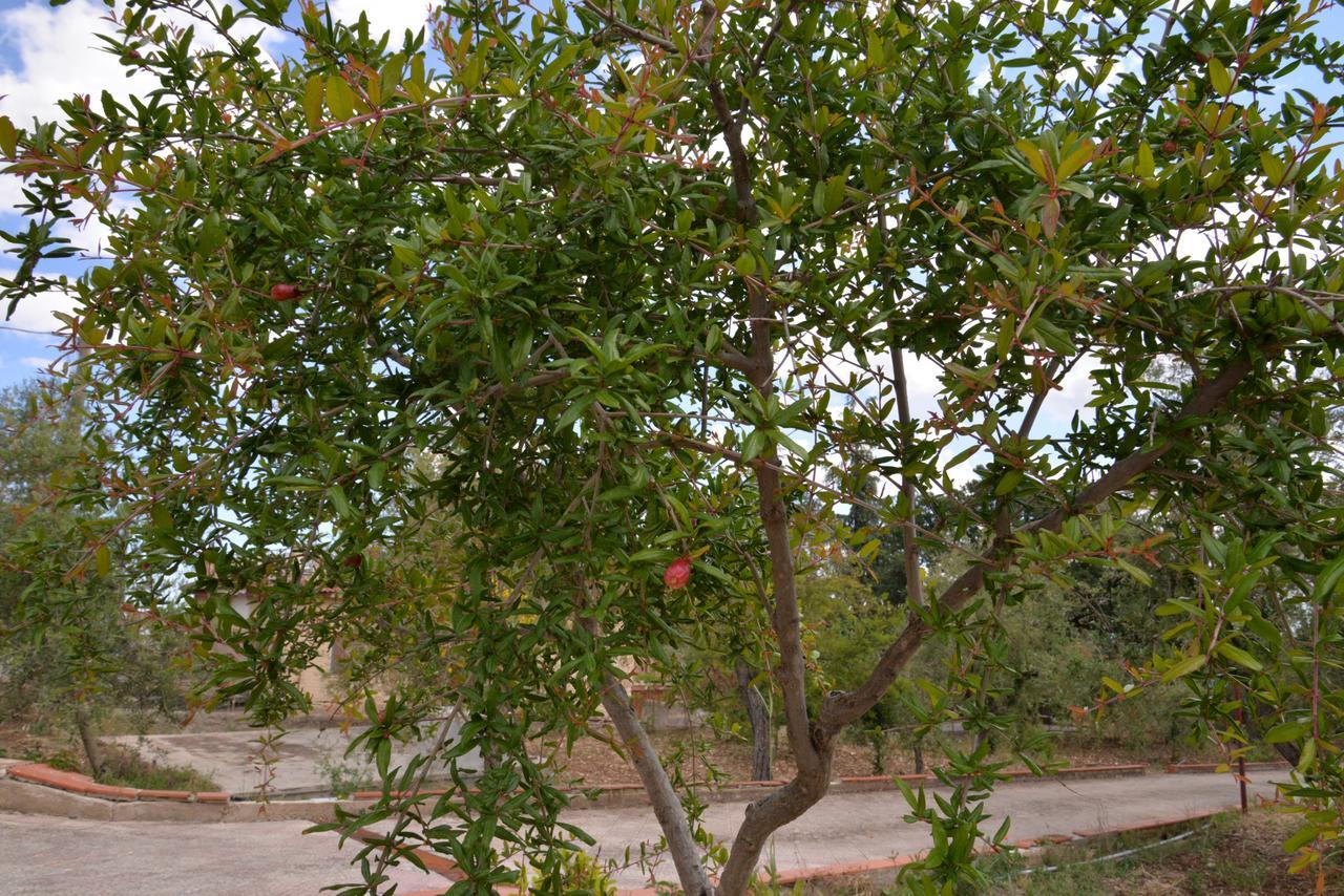 B&B Lara Santola Corato Exteriér fotografie